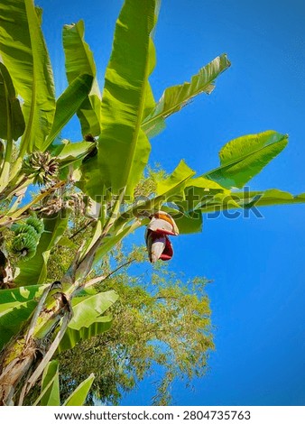 Bannana tree with sky blue 