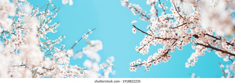 Banner 3:1. White cherry blossom sakura in spring time against blue sky. Nature background. Soft focus - Shutterstock ID 1918822235