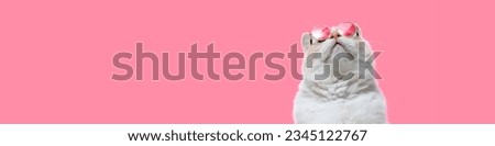 Banner 4x1 red cat in rose-colored glasses looking up. Pink background