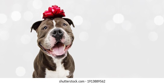 Banner American Bully Happy Dog Present For Christmas, Birthday Or Anniversary, Wearing A Red Ribbon On Head. Isolated On White Background.