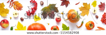 Banner of autumn yellow, orange and red maple leaves, vegetables and fruits isolated on white background, top view, flat layout. Creative pattern, autumn background. Pumpkins on a white background.