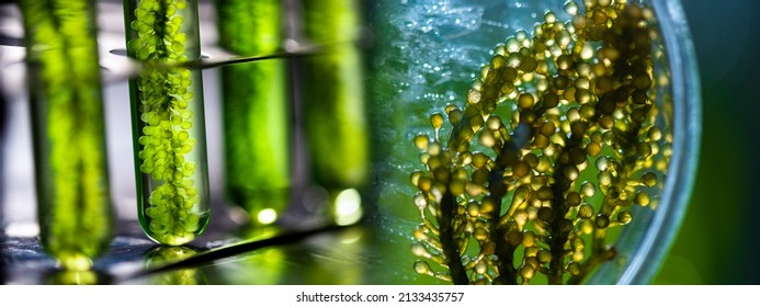 Banner Background Of Green Alga Nature Plant, Concept Of Environmental Science And Medical Vaccine Research In Biotechnology Laboratory Study, Biofuel And Gas Energy Technology