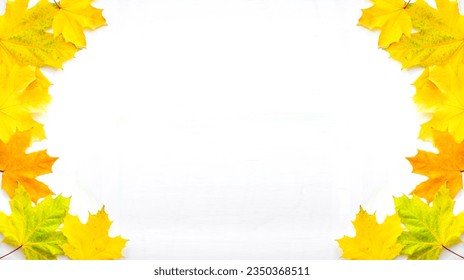 Banner of the background of many yellow maple leaves with space for text on a white background. Autumn Leaf Background.