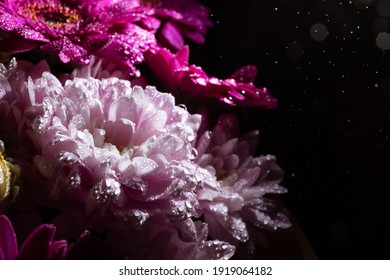 Banner With Beautiful Bouquet Of Chrysanthemum Under Water Drops Spray On Black Background With Copy Space. Business Card Of Online Shop Delivery Service. Funeral Flower. Day Of Remembrance. Darkness.