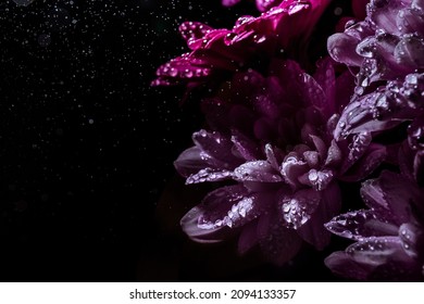 Banner With Beautiful Bouquet Of Chrysanthemum Under Water Drops Spray On Black Background With Copy Space. Business Card Of Online Shop Delivery Service. Funeral Flower. Day Of Remembrance. Darkness.