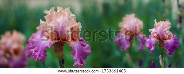 Banner beautiful\
multi-colored iris flower grow in the garden. Close-up of a flower\
iris on blurred green natural background. Full Bloom trend. Shallow\
depth of field.