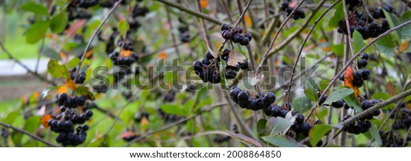 Banner. Black chokeberry (aronia melanocarpa)
bush with ripe berries. Bush of black chokeberry fruits in the
garden. Fruits aronia.