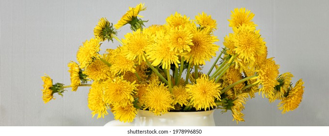 Banner With Bright, Beautiful, Yellow Dandelions In White Mug. Spring Or Summer Yellow Flowers On Grey Textured Background. Background With Copy Space. Ultimate Grey. Illuminating. Top View