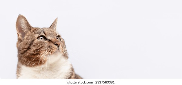 Banner with brown shorthair domestic tabby cat in front of blue background.