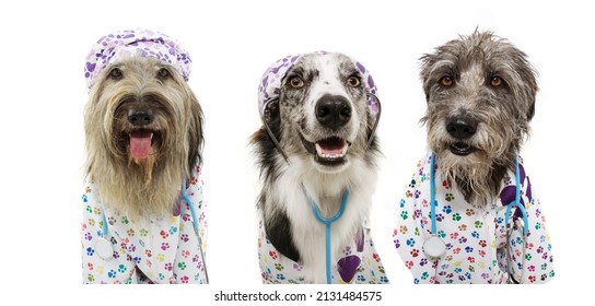 Banner carnival. three dogs dressed as veterinarian wearing stethoscope,  hospital gown and hat. Isolated on white background.