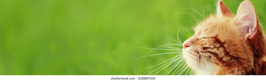 Banner with cat - web header template - website simple design