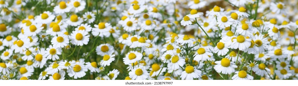 
Banner. Chamomile flower field. Camomile in the nature. Field of camomiles at sunny day at nature. Camomile daisy flowers in summer day. Chamomile flowers field wide background in sun light - Shutterstock ID 2138797997