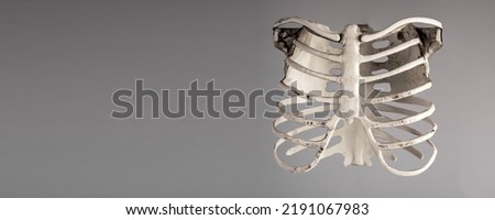 Banner with chest rib cage on grey background. Skeletal system anatomy, body structure, medical education. Place for text. High quality photo
