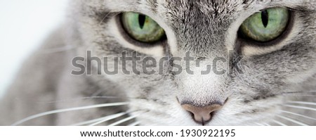Banner of a close up of a gray cat with green eyes and a pink nose looking into the frame