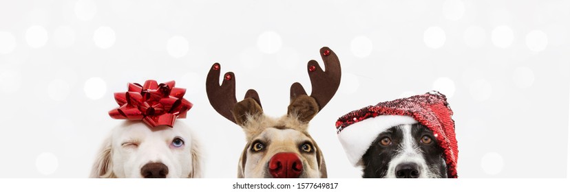 banner close-up hide three dogs pet celebrating christmas wearing a reindeer antlers diadem, santa hat and red ribbon. Isolated on white or gray background.