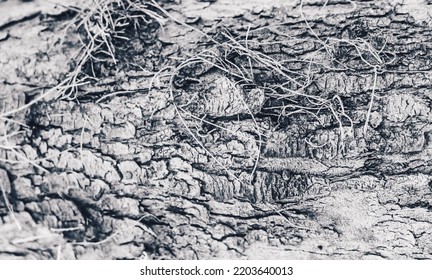 BANNER Close-up Shot Hard Wood Outer Layer Of Pine Bark Tissue Surface Stem. Horizontal. Texture Light Dark White Black Colour Abstract Background. Beauty Power In Nature. More Mood Collection Stock