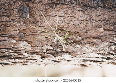 BANNER Close-up Shot Hard Wood Outer Layer Of Pine Bark Tissue Surface Stem. Horizontal. Texture Light And Dark Brown Colour Abstract Background. Beauty Power In Nature. More Mood Collection In Stock