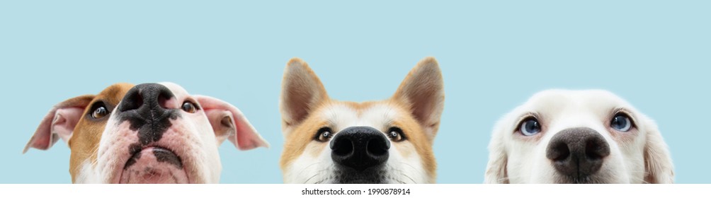 Banner Close-up three hide dogs head. Isolated on blue background.