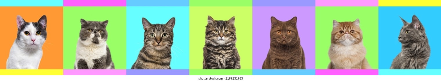 Banner, Collage Of Multiple Cats Head Portrait Photos On A Multicolored Background Of A Multitude Different  Bright Colors. 