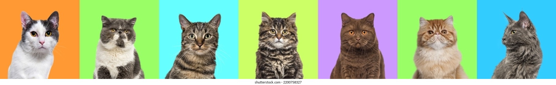 Banner, Collage Of Multiple Cats Head Portrait Photos On A Multicolored Background Of A Multitude Of Different Bright Colors. 