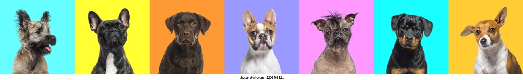 Banner, Collage Of Multiple Dogs Head Portrait Photos On A Multicolored Bright Colors Background