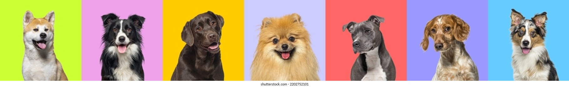 Banner, Collage Of Multiple Dogs Head Portrait Photos On A Multicolored Background Of A Multitude Of Different Bright Colors. 