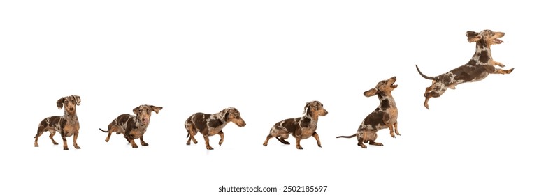 Banner, collage. Playful, adorable, purebred dog, Dachshund in motion, standing, walking and jumping isolated on white background. Happy pet. Concept of animals, care, vet, grooming and health