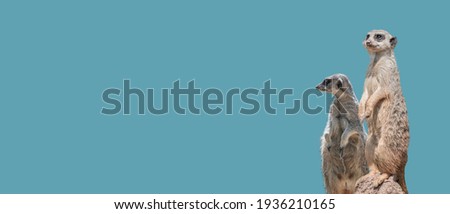 Banner with a couple of playful and curious suricates (meerkat) standing tall at watch, closeup, details. Solid background with copy space. Concept curiosity, attention, involvement