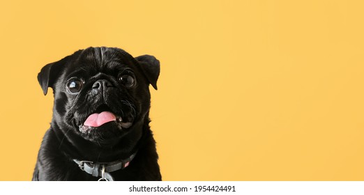 Banner of cute black pug dog on isolated yellow background with copy empty space. Funny pet selective focus. - Shutterstock ID 1954424491