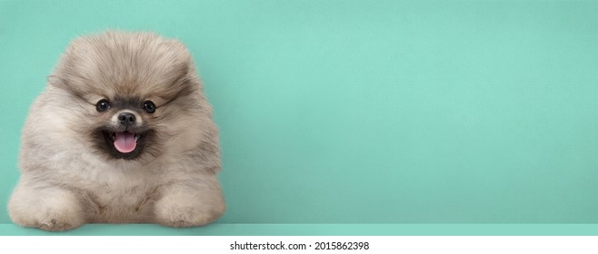 Banner With Cute Pomeranian Puppy Dog, With Paws On Table, In Front Of Green Blue Wall Background