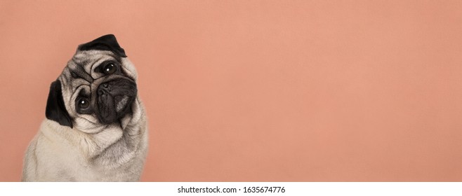 Banner With Cute Pug Puppy Dog, Sitting Down, Listening While Tilting Head, In Front Of Lush Lava Orange Wall Background