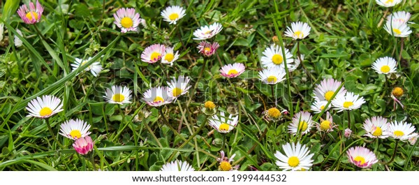 Banner. Daisies on the lawn.\
Many daisies on the lawn in the spring. Lawn daisies. Bellis\
perennis.