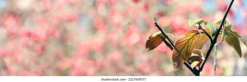 Banner With Defocused Garden And Tree Seedling Branch Closeup