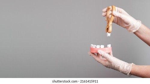 Banner with dentist hands pulling tooth with forceps out of jaw model. Teeth extraction, stomatology concept. Dental diseases treatment. Copy space. High quality photo - Shutterstock ID 2161415911