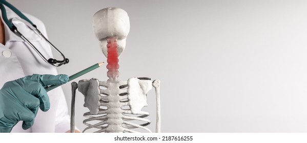 Banner With Doctor Hand Pointing To Skeleton Cervical Spine With Red Point. Neck Pain, Stiffness. Skeletal System Anatomy, Body Structure, Medical Education. Copy Space. High Quality Photo