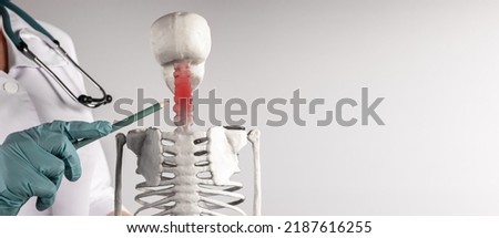 Banner with doctor hand pointing to skeleton cervical spine with red point. Neck pain, stiffness. Skeletal system anatomy, body structure, medical education. Copy space. High quality photo