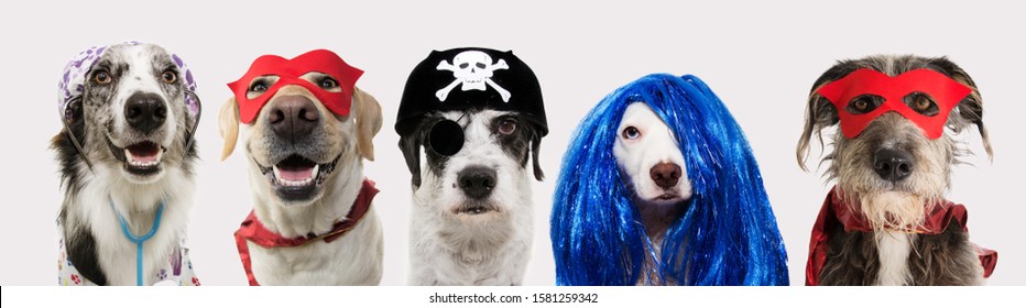 Banner five dogs celebrating carnival, halloween, new year wearing pirate hat, blue wig, red mask, cape and doctor costume. Isolated on white background.