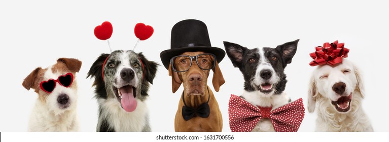 banner five dogs celebrating valentine's day with a red ribbon on head and a heart shape diadem or glasses, top hat and bowtie. isolated against white background.