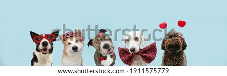 Banner five dogs love celebrating valentine's day with heart shape stickers, bow tie, glasses and diadem. Isolated on blue pastel background.