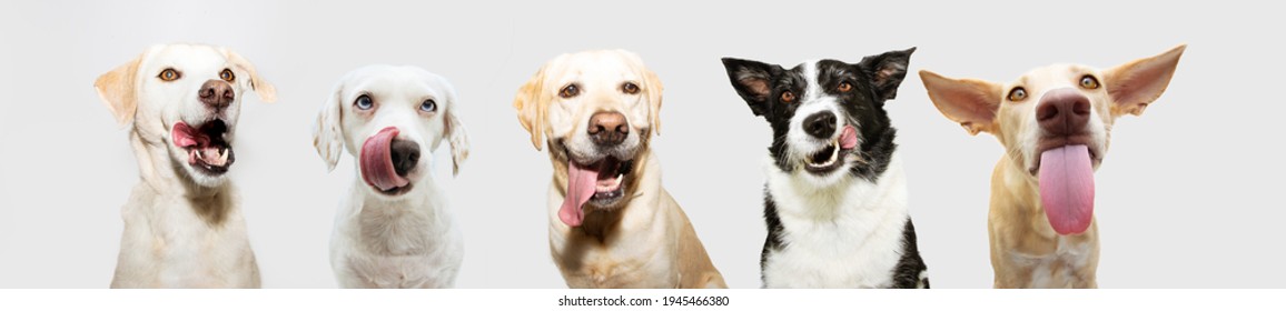 Banner Five Funny And Hungry Dogs Licking Its Lips With Tongue Out. Isolated On Gray Background.