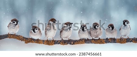 banner with a flock of funny birds sparrows sitting on a tree branch in a winter park under the snow