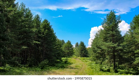 Banner. The forest. A wild road through the forest. Perfect summer landscape. A beautiful day with a few white clouds in the sky. - Powered by Shutterstock