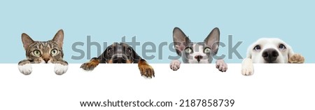 Banner four pets, hanging its paws hanging in a blank in a row. Isolated on blue pastel background.