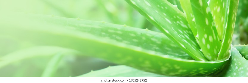 3,960 Aloe Banner Images, Stock Photos & Vectors | Shutterstock