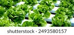 Banner fresh organic hydroponic vegetable plantation produce green salad hydroponic farm. Panorama Green oak lettuce salad in Organic Farm. Salad farm vegetable green oak lettuce with copy space