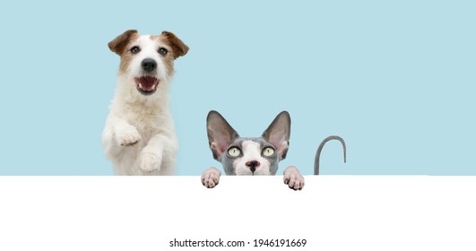 Banner Funny Cat And Dog Hide  Sphynx Cat Hanging In A Blank. Isolated On Blue Colored Background.