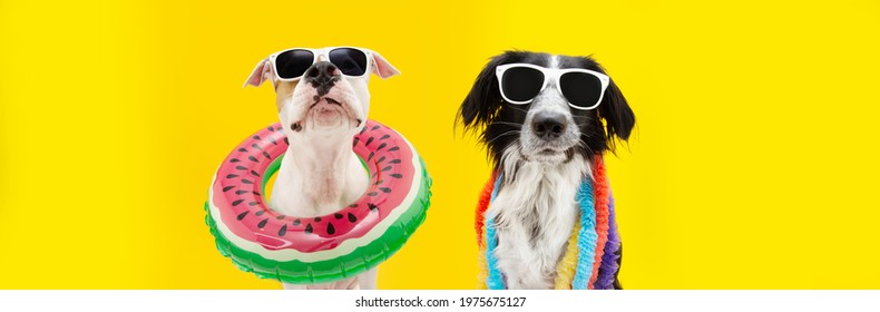 Banner funny dogs summer. American Staffordshire  inside an ring inflatable and a border collie wearing a colorful garland. Isolated on yellow background