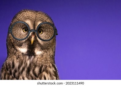 Banner with funny forest owl with professor glasses isolated on a beautiful magical blue background.Face of tawny owl with yellow eyes close up. Back to school in september.Symbol of wisdom.Copy space