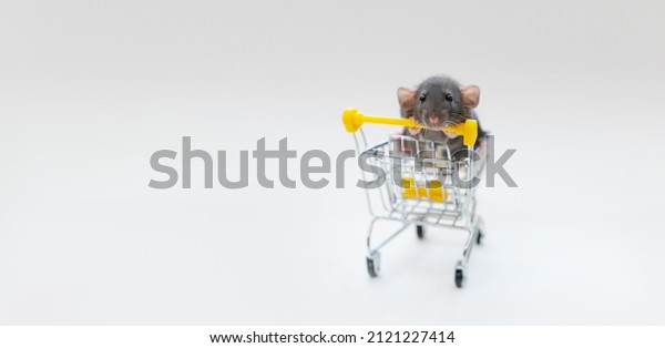 Banner gray funny rat Dumbo in a basket on a\
white background. She has black eyes and big ears. The concept of\
pets, for pet stores, pet\
supplies.