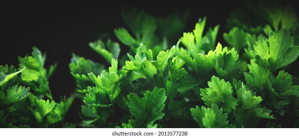 Banner With Green Parsley Plants Growing Texture. Local Vegetable Planting Farm. Fresh Organic Raw Cilantro Grass Leaves For Spring Vegetables Soup. Natural Vegetable Garden Background. Copy Space